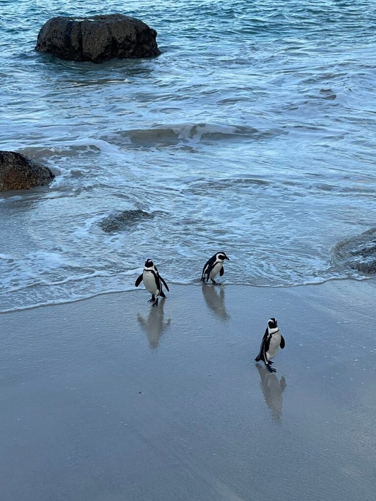 Discover Cape Town Your Ultimate 1 Day Itinerary Boulders Beach Penguins 5