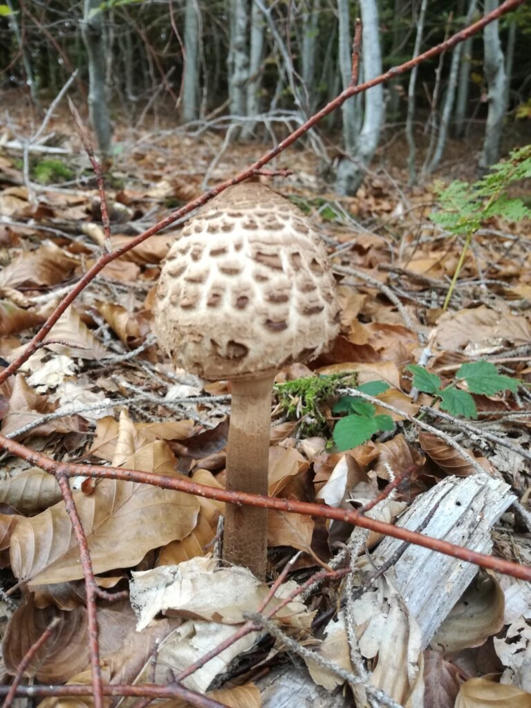 mushroom hunting in fall title photo